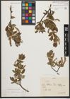 Foto von Salix waldsteiniana Willd.
